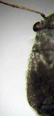 Orthocephalus arnoldii