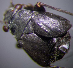 Orthocephalus arnoldii
