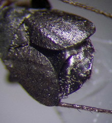 Orthocephalus arnoldii