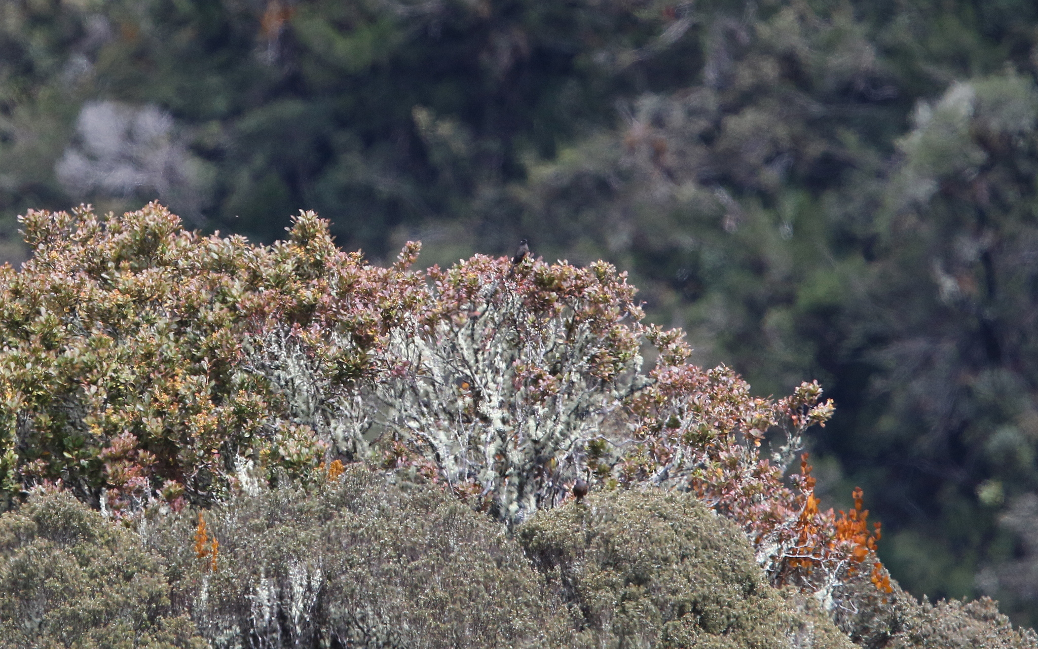 Chestnut-bellied Cotinga (Doliornis remseni), photo 2