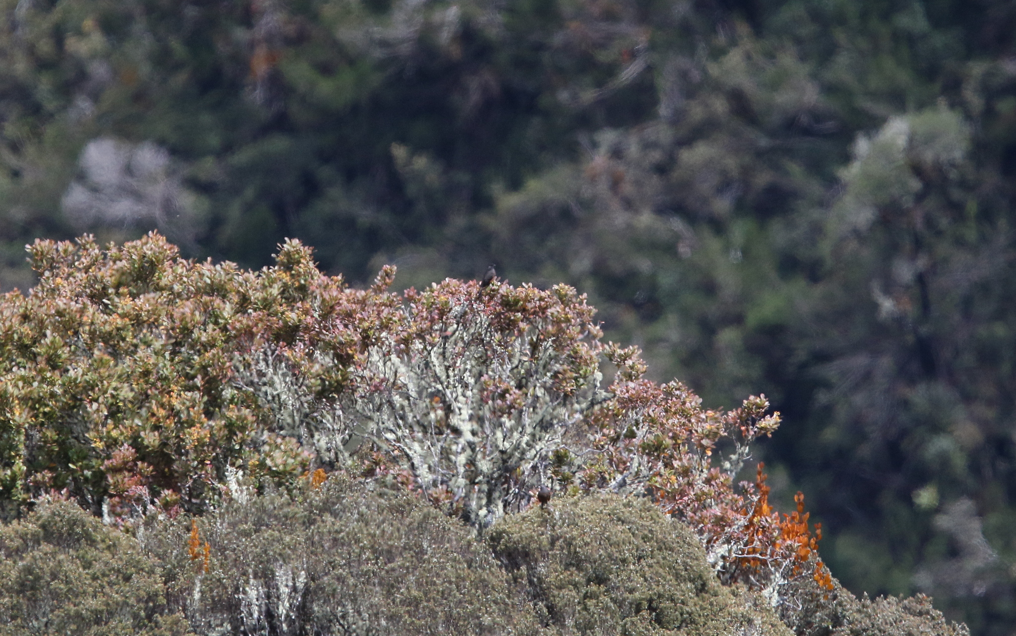 Chestnut-bellied Cotinga (Doliornis remseni), photo 3