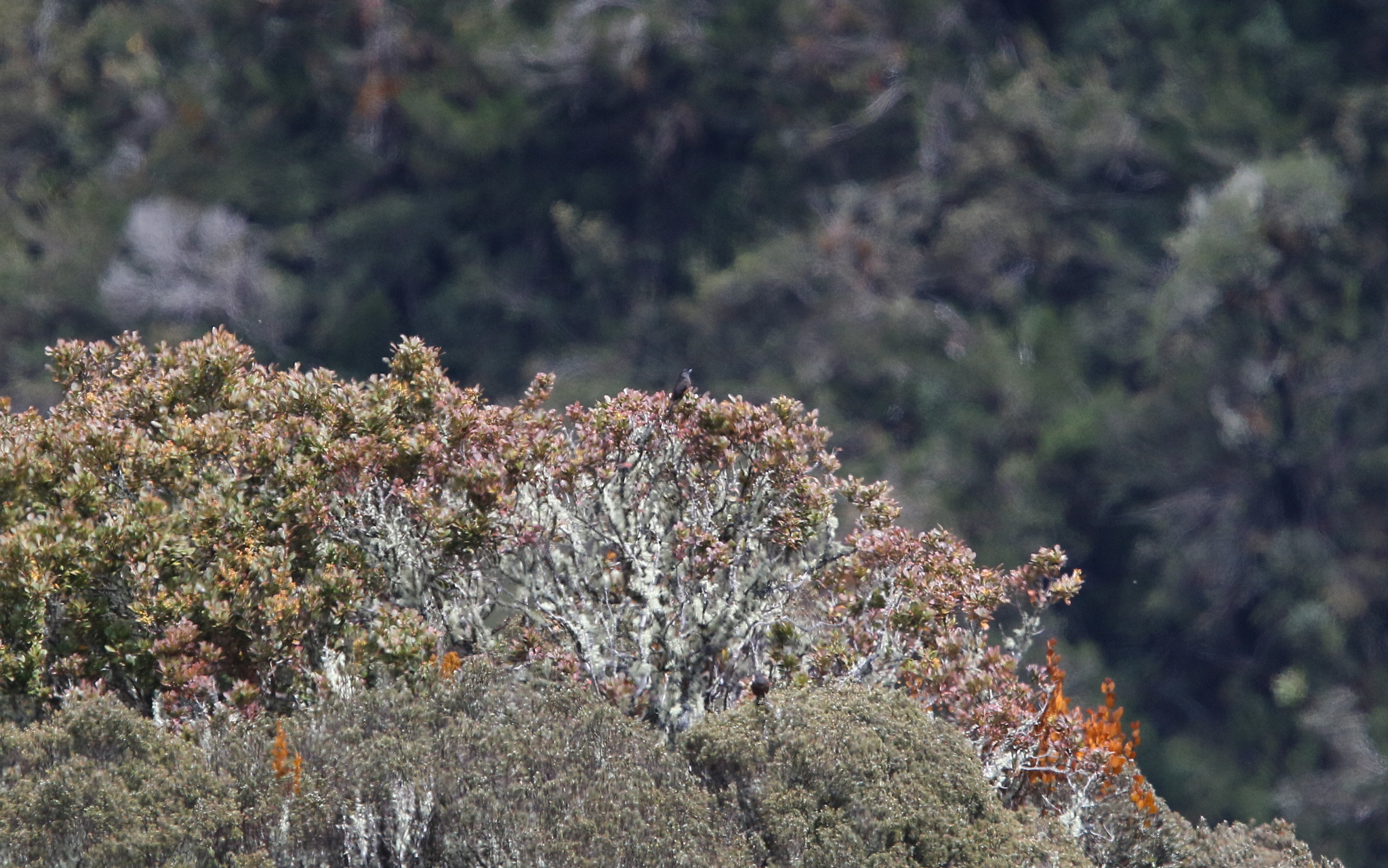 Chestnut-bellied Cotinga (Doliornis remseni), photo 6