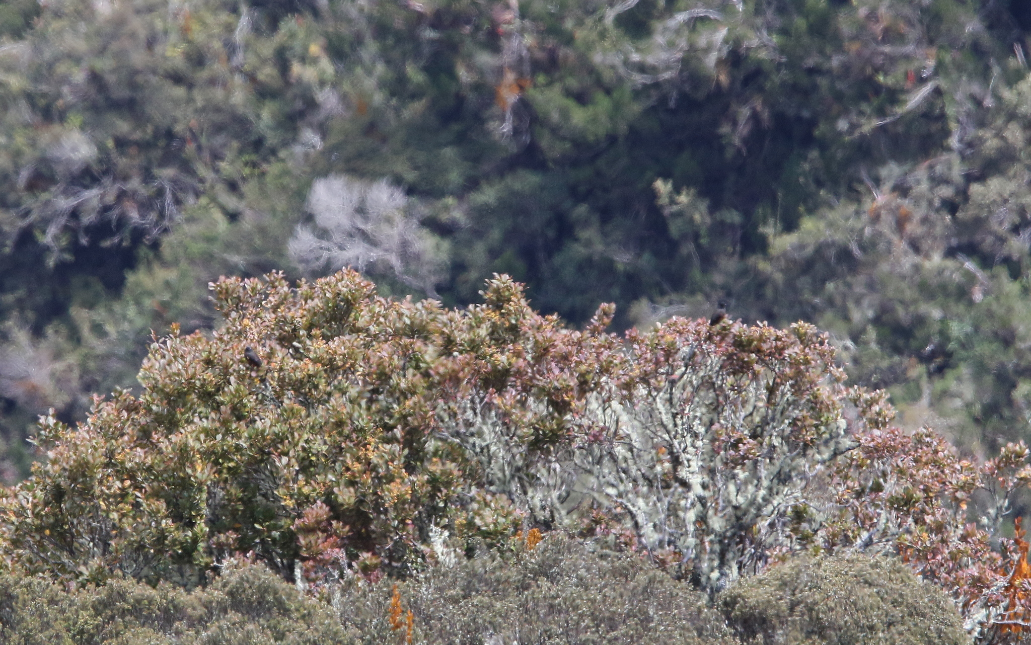 Chestnut-bellied Cotinga (Doliornis remseni), photo 7