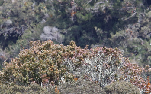 Chestnut-bellied Cotinga (Doliornis remseni), photo 8