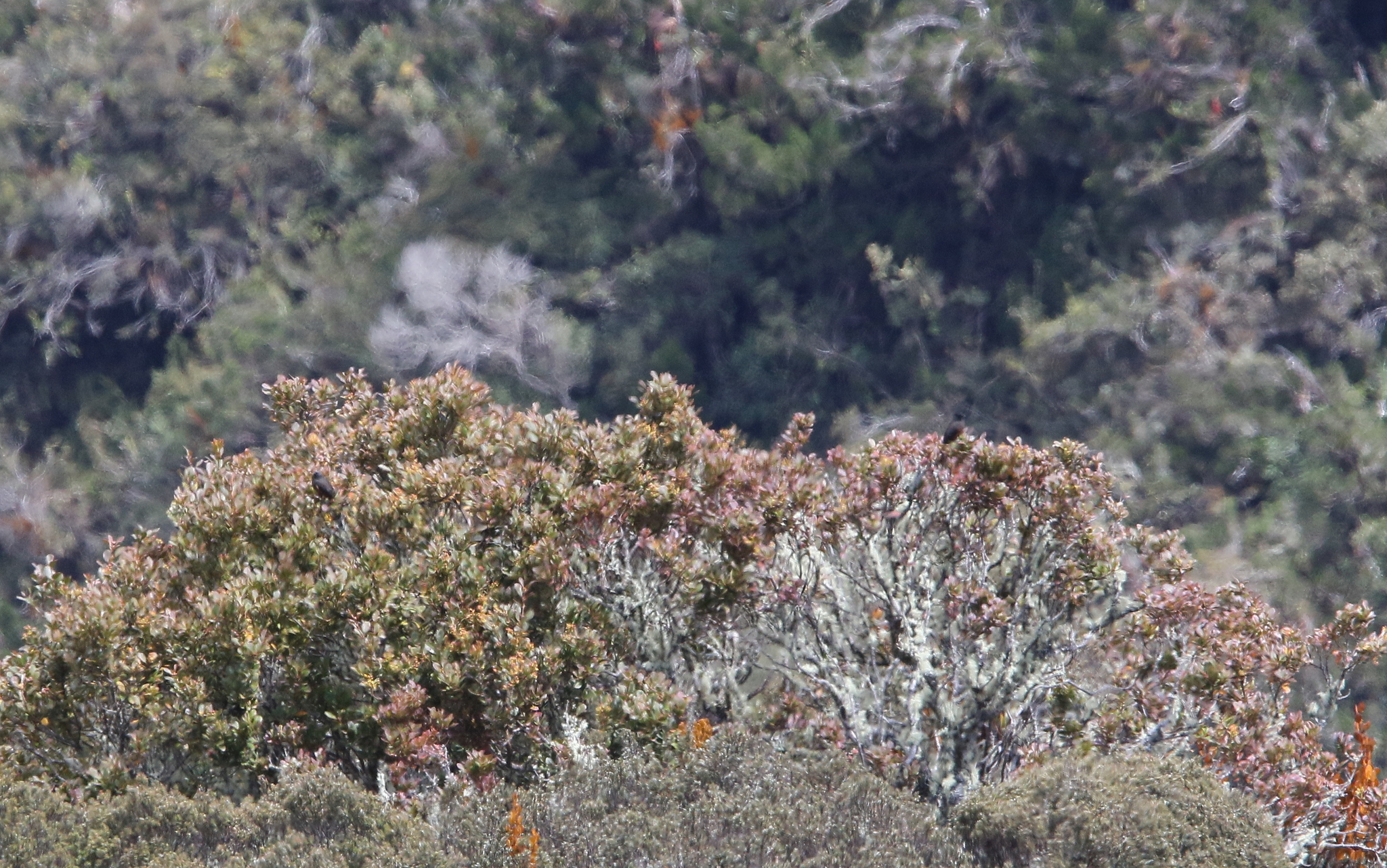 Chestnut-bellied Cotinga (Doliornis remseni), photo 8