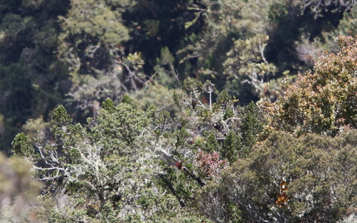 Chestnut-bellied Cotinga (Doliornis remseni), photo 9