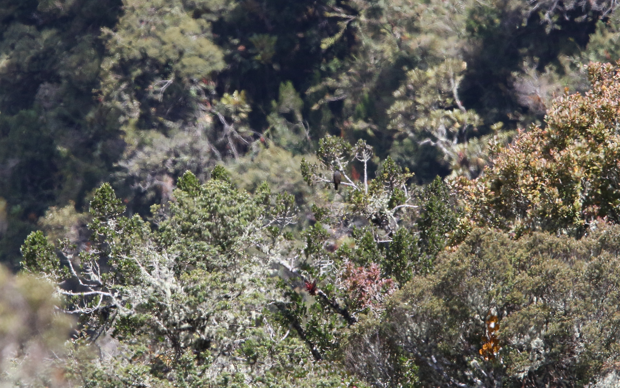 Chestnut-bellied Cotinga (Doliornis remseni), photo 9