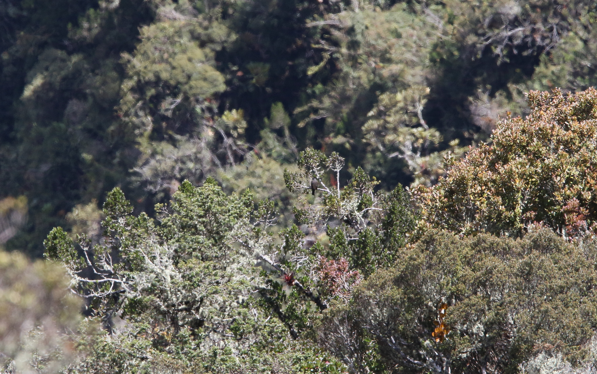 Chestnut-bellied Cotinga (Doliornis remseni), photo 10
