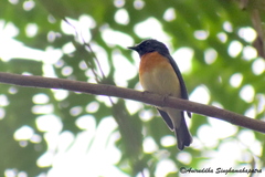 Cyornis rubeculoides