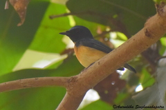 Cyornis rubeculoides