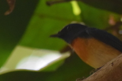 Cyornis rubeculoides