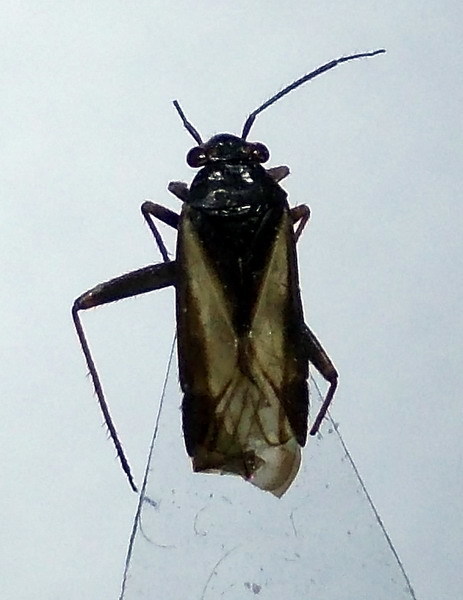 Orthocephalus bivittatus