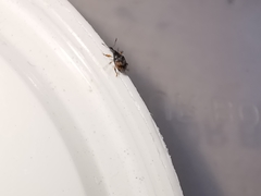 Nanophyes marmoratus