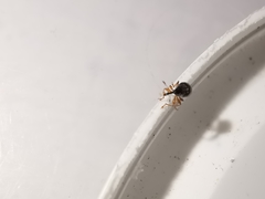 Nanophyes marmoratus