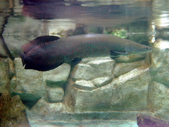 Arapaima photo 4