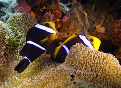 Amphiprion tricinctus