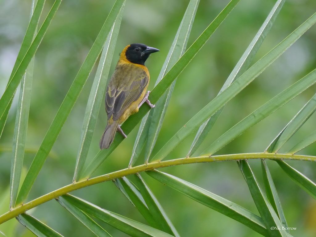 Loango Weaver (Ploceus subpersonatus) photo