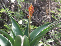 Aloe macra