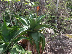 Aloe macra