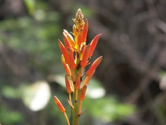 Aloe macra
