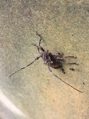 Hesychotypa subfasciata