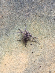 Hesychotypa subfasciata