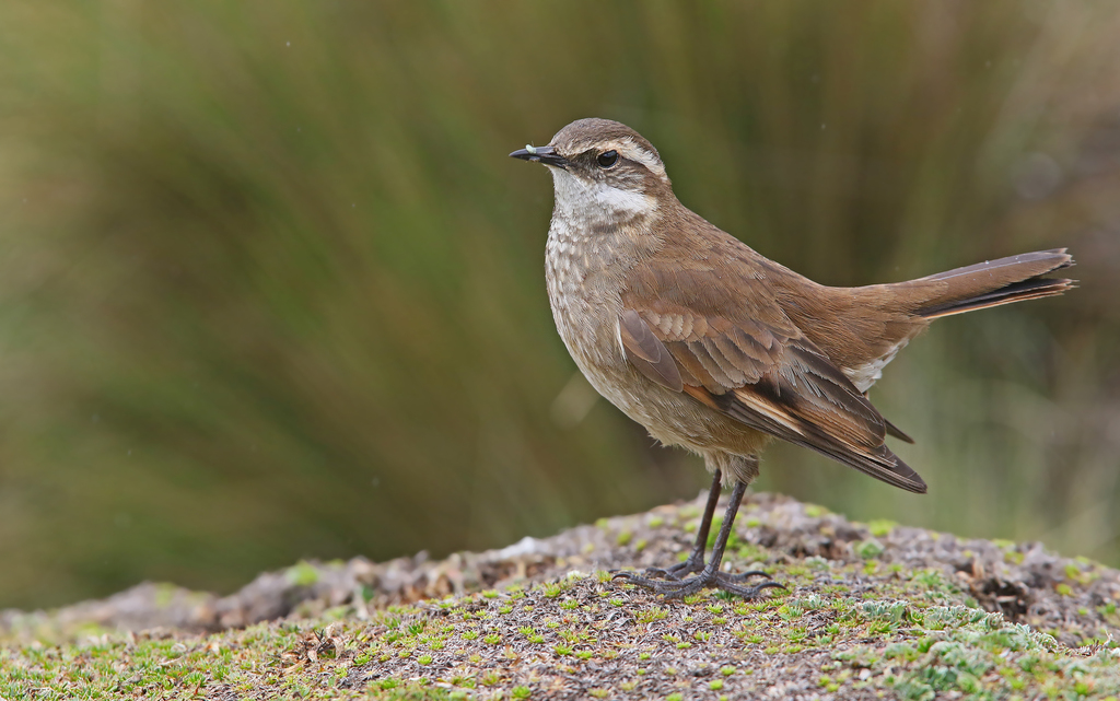 Chestnut-winged Cinclodes photo