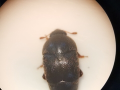 Brachypterolus