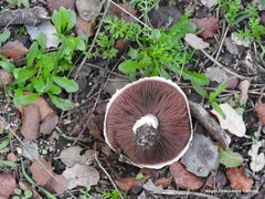 Anthemis arvensis incrassata
