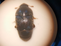 Brachypterolus