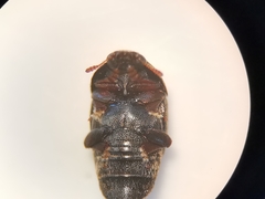 Brachypterolus