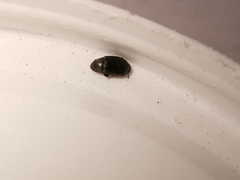 Brachypterolus