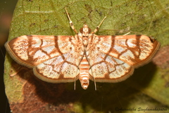 Syllepte straminalis