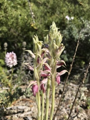 Anacamptis sancta