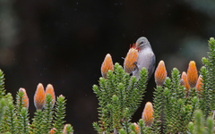 Oreotrochilus chimborazo