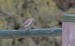 Muscisaxicola alpinus