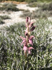 Anacamptis sancta