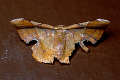 Fascellina chromataria