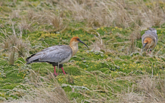 Theristicus branickii