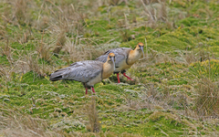Theristicus branickii