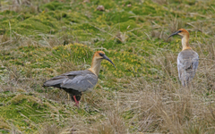 Theristicus branickii