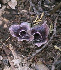 Asarum curvistigma