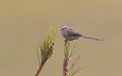 Leptasthenura andicola