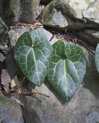 Asarum curvistigma