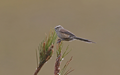 Leptasthenura andicola