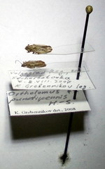 Ortholomus punctipennis