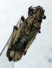 Ortholomus punctipennis