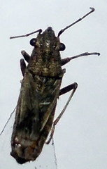 Ortholomus punctipennis
