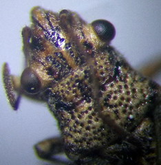 Ortholomus punctipennis