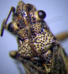 Ortholomus punctipennis